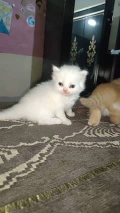 2 female 1 male Persian punched face available