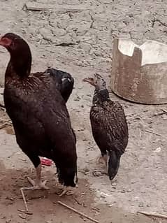 Aseel chicks / boski peela madi