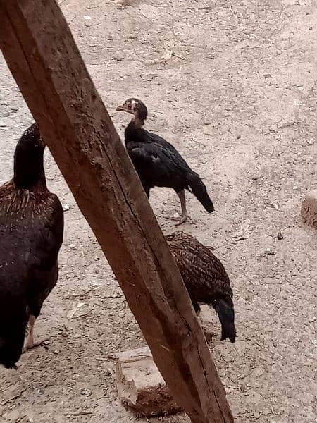 Aseel chicks / boski peela madi 3