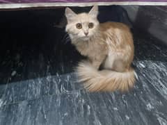 Persian cat for sale