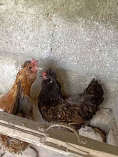 polish hens eggs dy rhi ha