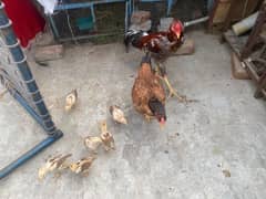 aseel chicks for sale long hight chicks