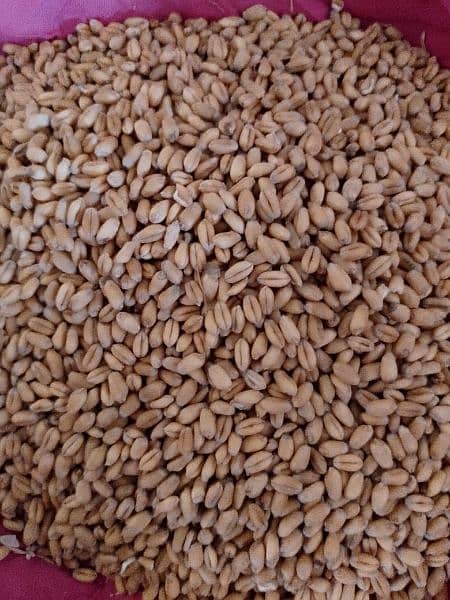 wheat for sale neat and clean high quality for use at home. 0