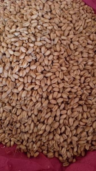 wheat for sale neat and clean high quality for use at home. 1