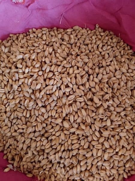 wheat for sale neat and clean high quality for use at home. 2