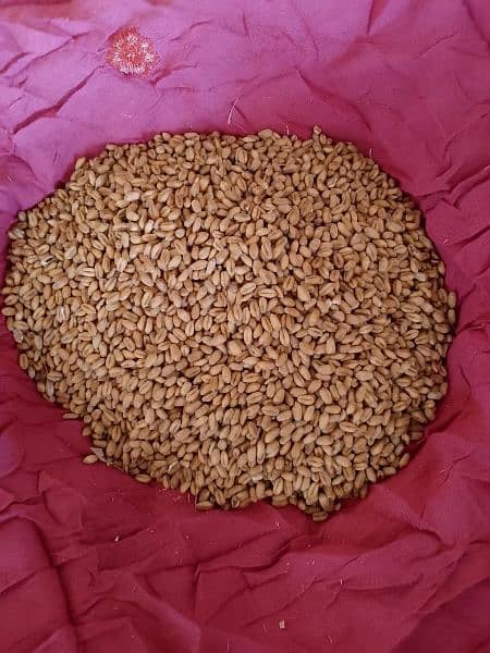 wheat for sale neat and clean high quality for use at home. 3