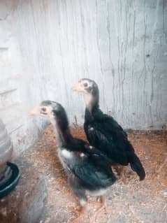 o shamoo Chick available age 45 day old call and WhatsApp 03305271506