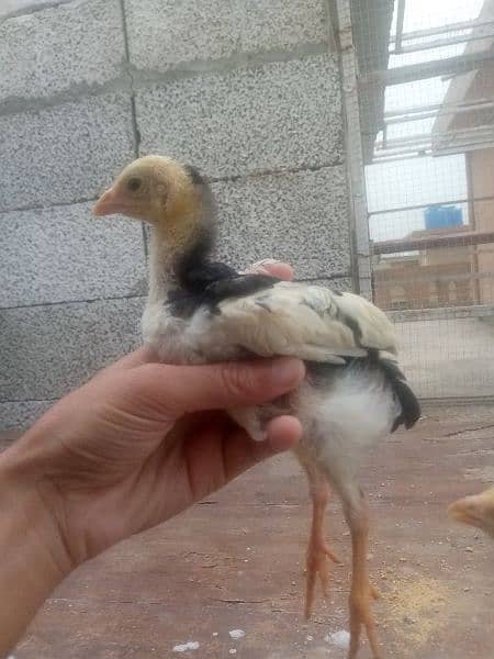 o shamoo Chick available age 45 day old call and WhatsApp 03305271506 1