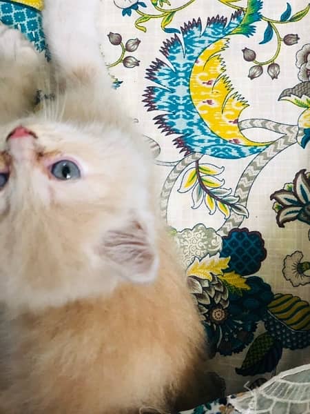 Persian kitten with litter and litter box 0