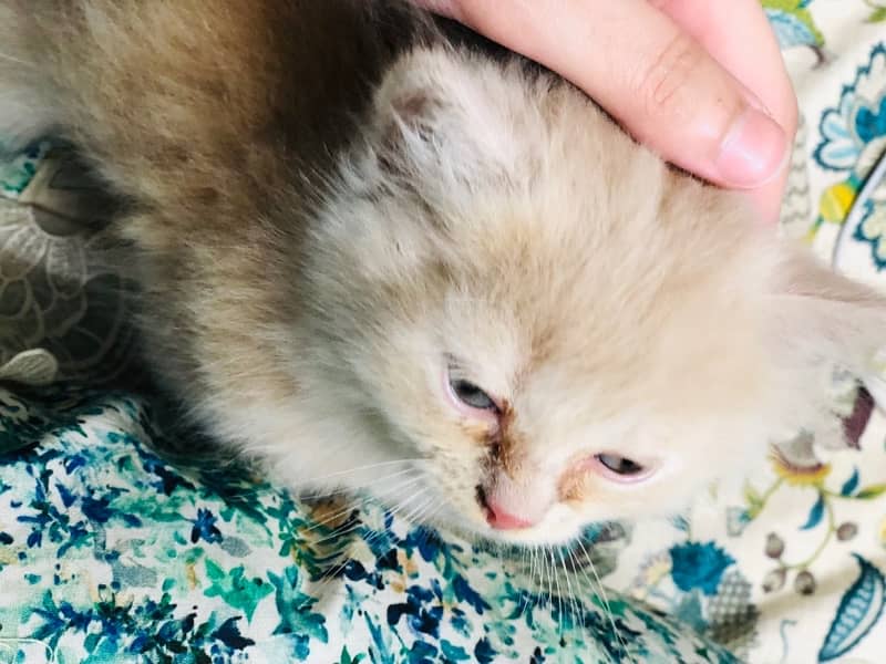 Persian kitten with litter and litter box 1