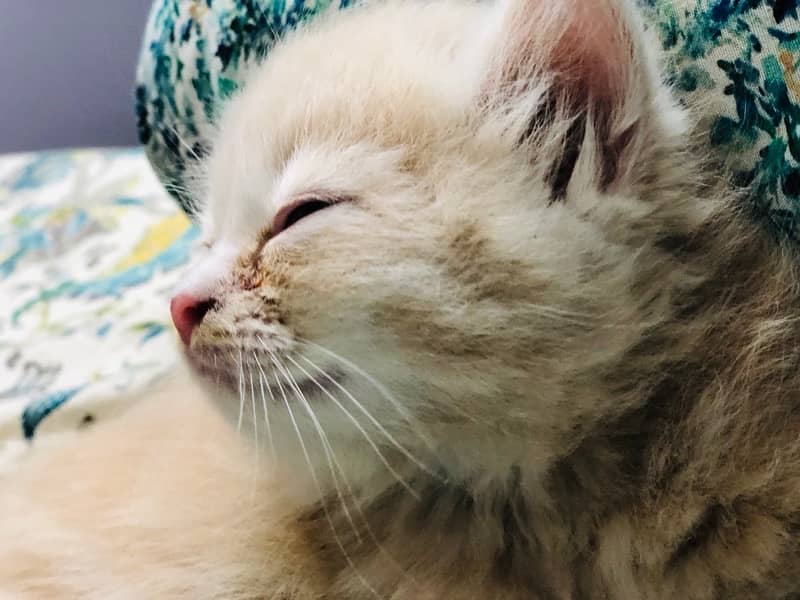 Persian kitten with litter and litter box 2