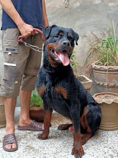 extreme quality rottweiler, fully trained 0