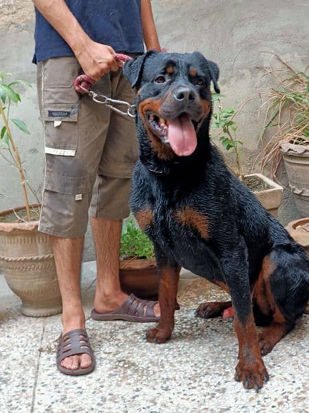 extreme quality rottweiler, fully trained 1
