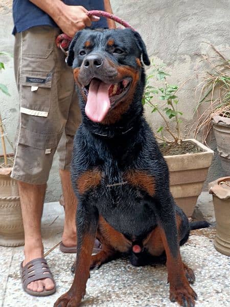 extreme quality rottweiler, fully trained 2