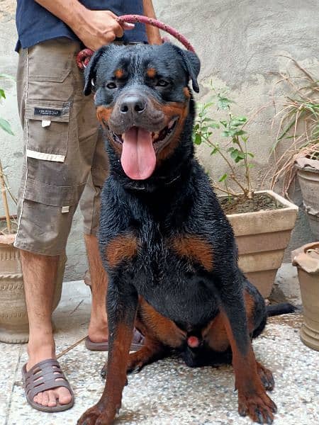 extreme quality rottweiler, fully trained 3