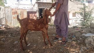 03102215826 bakra for sell