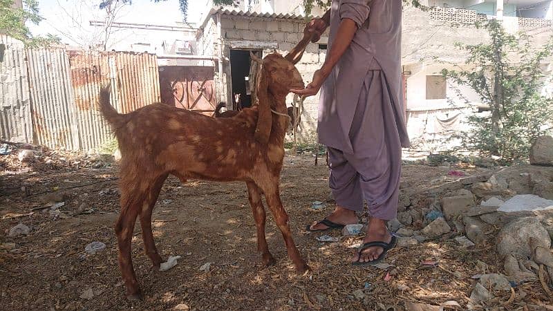 03102215826 bakra for sell 0