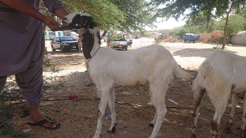 03102215826 bakra for sell 1
