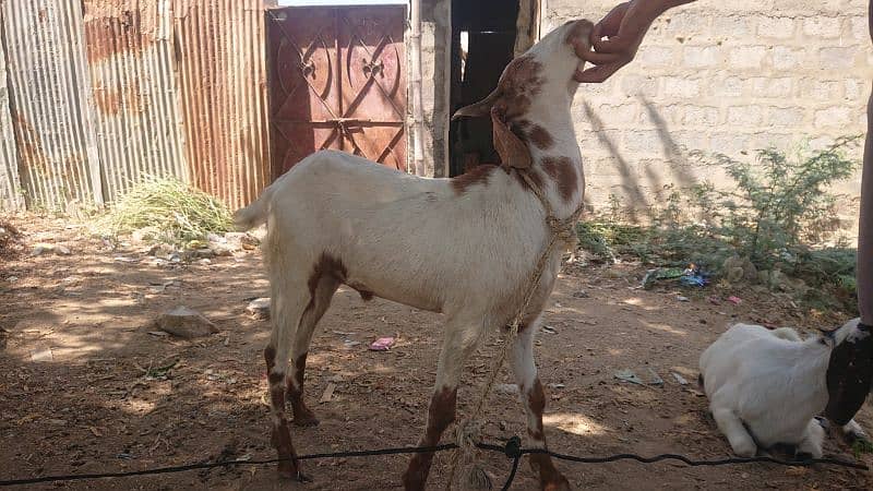 03102215826 bakra for sell 2