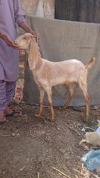 03102215826 bakra for sell 3