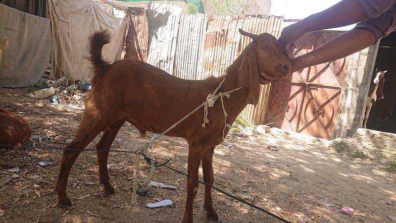 03102215826 bakra for sell 4