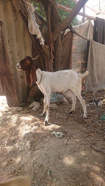 03102215826 bakra for sell 5