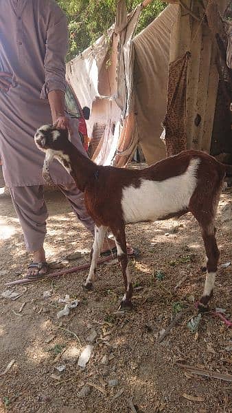 03102215826 bakra for sell 6