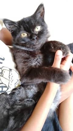 Persian Cat 6 months old