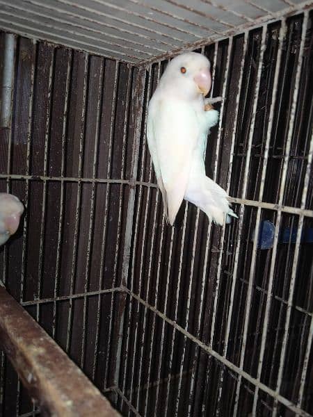 Albino spilit ino female 10 month without DNA 0