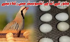 chakoor eggs for sale