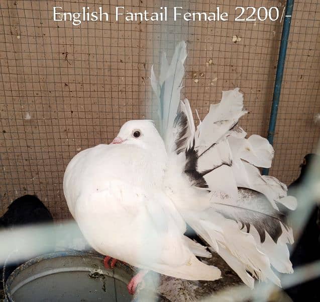 English Fantail female for sale 1
