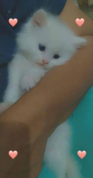 Persian Kitten, Blue Eyes ( White ) for sale 1