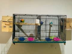 lovebirds Breeding pair 100% 2 Pairs with cage Box
