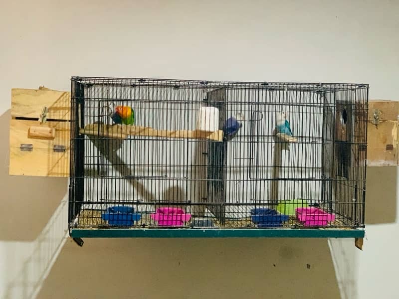 lovebirds Breeding pair 100% 2 Pairs with cage Box 0