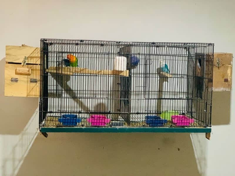 lovebirds Breeding pair 100% 2 Pairs with cage Box 1