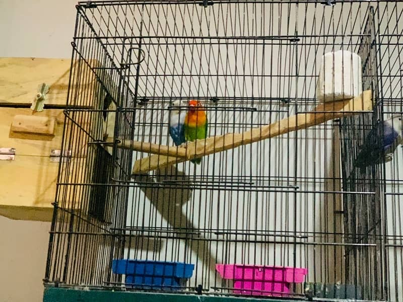 lovebirds Breeding pair 100% 2 Pairs with cage Box 2