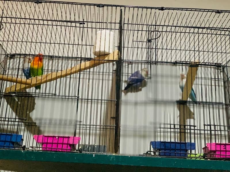 lovebirds Breeding pair 100% 2 Pairs with cage Box 3
