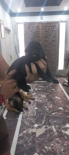 Black German shepherd male puppies for sale 1