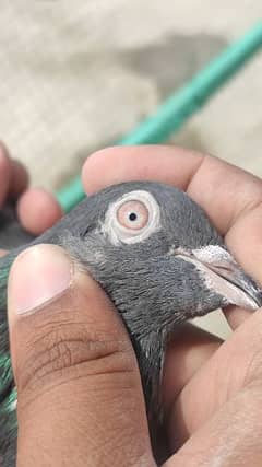 High Flyer pigeons for sale