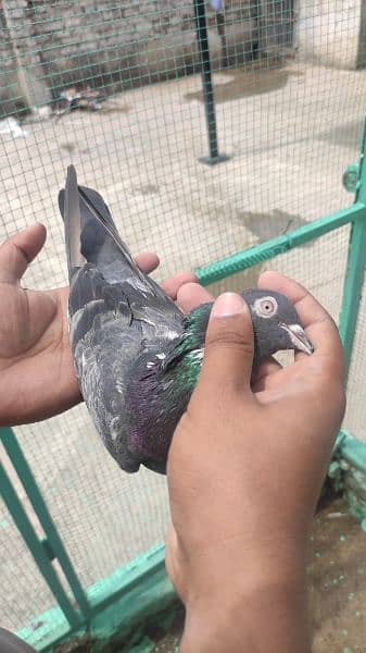 High Flyer pigeons for sale 1
