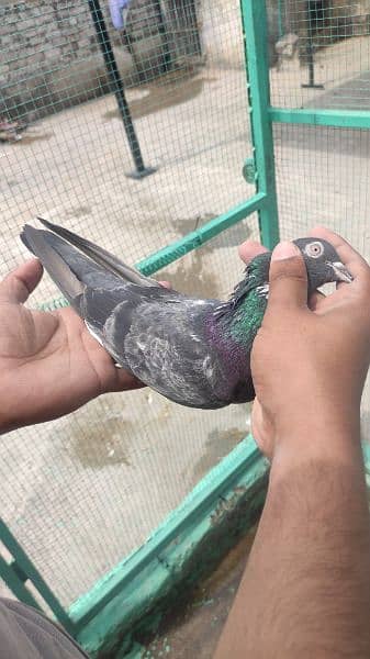 High Flyer pigeons for sale 2