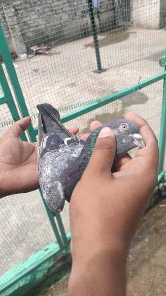 High Flyer pigeons for sale 4