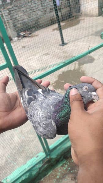 High Flyer pigeons for sale 5