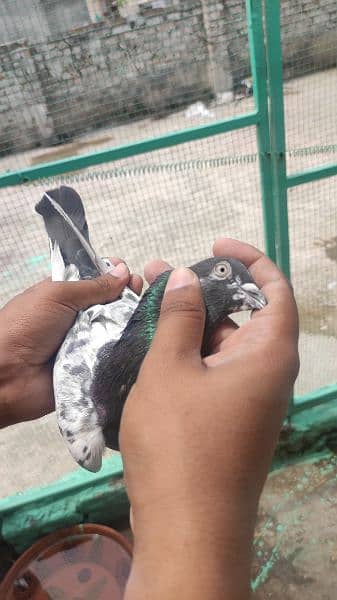 High Flyer pigeons for sale 12