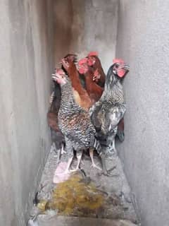 Hens for sale ,Golden Misri ,  healthy and active.