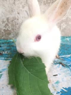 Pure quality of angora Domestic Rabbit breed with red eyes