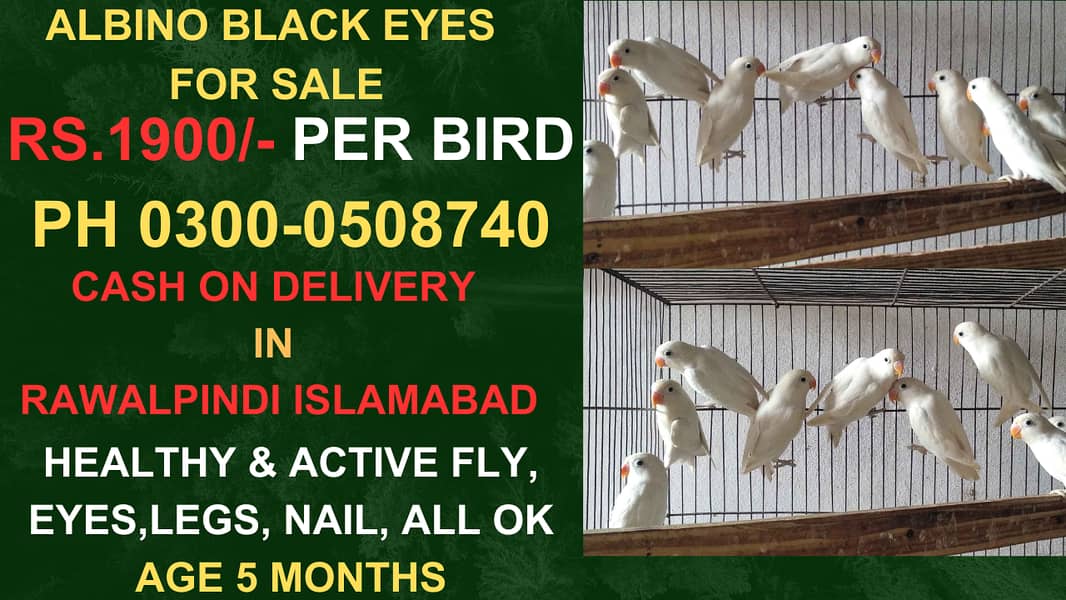 Love Bird Albino Black Eyes 0