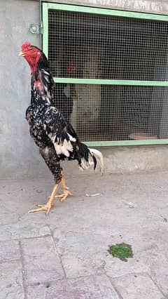 pure oh Shamo and pure Thai Aseel chicks avalible 030848614o7