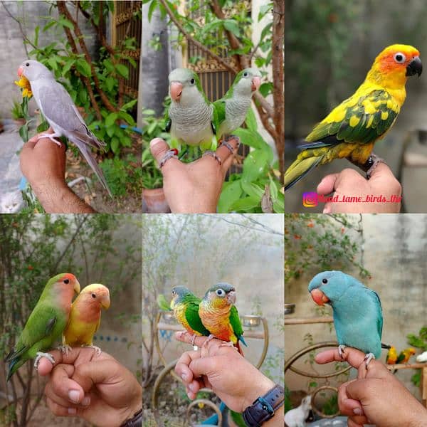 Handtame birds / monk parrot / sun conure / blue bird / love birds 0