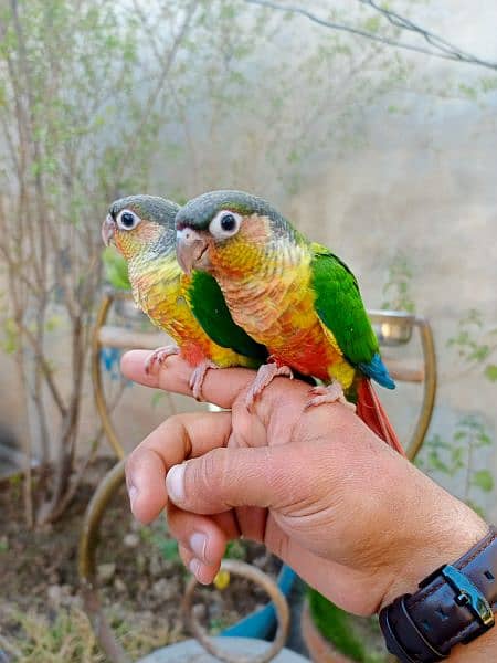 Handtame birds / monk parrot / sun conure / blue bird / love birds 1